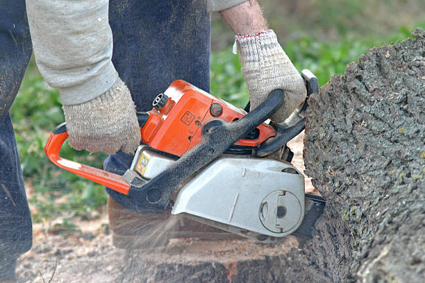 Best Tree Risk Assessment  in Brunswick, MD